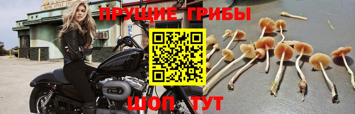 Псилоцибиновые грибы мухоморы Бузулук